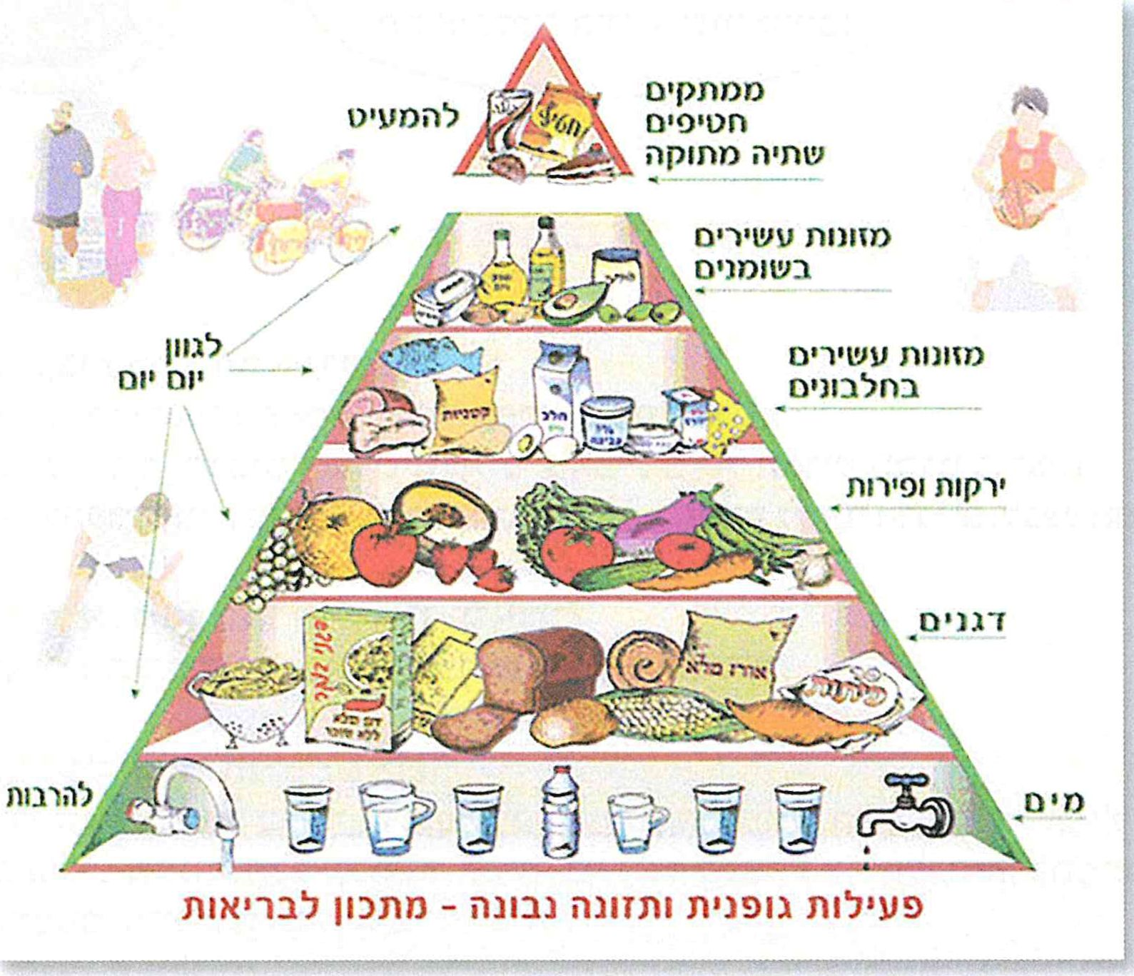 (בספר תרשים של פירמידת המזון - היעזר במורה)